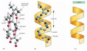 Struttura secondaria α elica & foglietto β La struttura secondaria rappresenta la conformazione ordinata che alcuni tratti di proteina possono assumere, sulla base della
