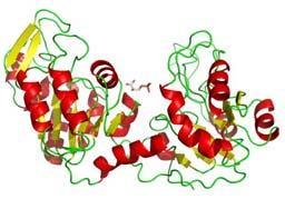Le proteine di piccole dimensioni possono formare un solo dominio.