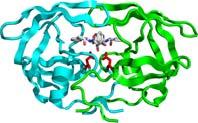 Struttura quaternaria (4) HIV proteasi Ulteriori vantaggi