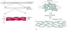 l elevata resistenza alla tensione della pelle e dell osso è dovuta alla presenza di collagene,