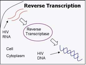 I retrovirus non ubidiscono al dogma centrale in quanto il loro RNA codifica per il DNA trascrizione inversa («reverse