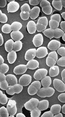 metabolismo aerobio, a causa dell incapacità di sintetizzare citocromi o altri enzimi contenenti il gruppo eme.