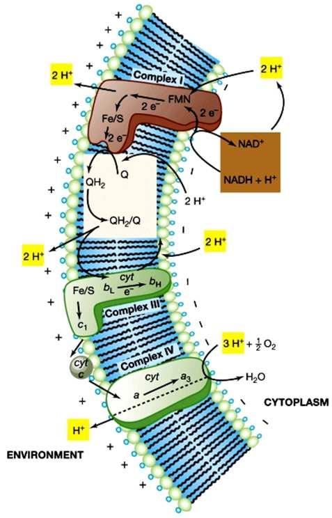 Nei sistemi biologici le reazioni di ossido-riduzione UTILI ai fini energetici avvengono quando l e - e il protone (H + ) che lo segue sono rimossi da un substrato (per azione di un enzima) per