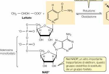 !! Gli e - non esistono allo stato libero nei sistemi biologici MA SI SPOSTANO DA DONATORI AD ACCETTORI ATTRAVERSO LA MEDIAZIONE DI TRASPORTATORI FISSI LIBERI NAD + reazioni CATABOLICHE NADP +