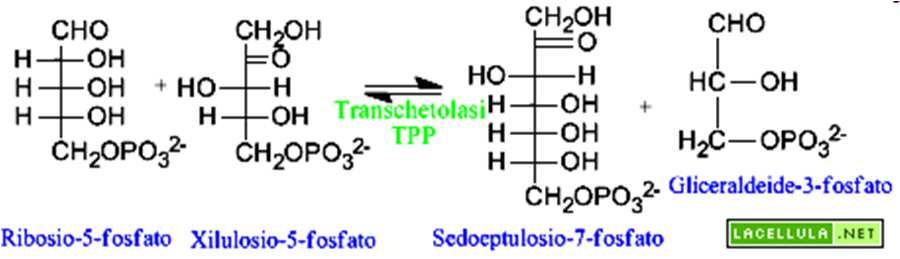 Nella seconda fase, definita non ossidativa, avviene l'epimerizzazione e l'isomerizzazione del ribosio-5-fosfato che produce, alla fine, fruttosio-6-fosfato e gliceraldeide-3-fosfato.