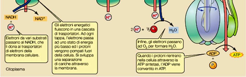 (in volt), così lo stato energizzato della membrana viene espresso in termini di forza proton-motrice (pure in volt) Peter Mitchell nel 1961 propose la teoria della chemiosmosi, secondo la quale la