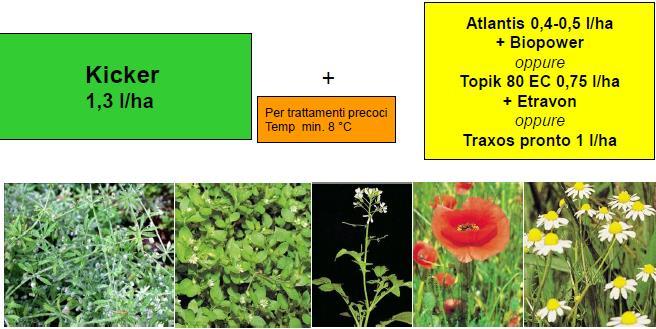 Gestione delle infestanti in post-emergenza NUANCE, per le foglie larghe ai primi stadi di sviluppo, dalla terza foglia alla levata di frumento tenero, duro e orzo Dicotiledoni