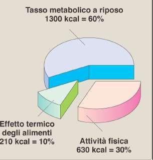 SPESA ENERGETICA Giornaliera Tre componenti Metabolismo basale (MB): quantita di energia utilizzata da un individuo
