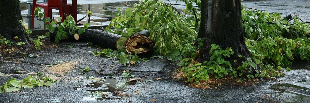 Un albero caduto sulla Ferrara-mare all'altezza di Ostellato ha colpito un mezzo pesante. A Tresigallo, il vento ha parzialmente scoperchiato il tetto di un'abitazione.