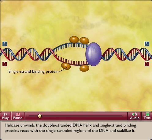 Replicazione del DNA 1 In corrispondenza delle origini di replicazione l elicasi