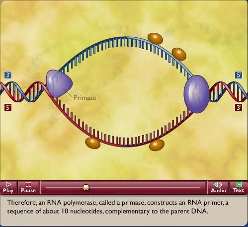 Replicazione del DNA 2 La primasi (RNA polimerasi-dna dipendente) sintetizza un breve innesco (primer) a RNA (le DNA pol non sono in grado di iniziare