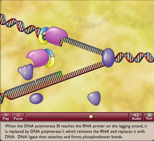 Replicazione del DNA 4 Saldatura dei