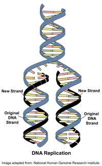 La replicazione del DNA è semiconservativa: ciascuno dei due filamenti parentali serve da stampo per la sintesi di un