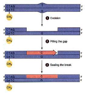 RIPARAZIONE DEI DISAPPAIAMENTI (mismatch repair) Provvede ad effettuare una scansione del DNA dopo la replicazione alla