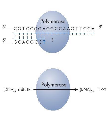 Tutte le DNA polimerasi in tutti gli organismi sono capaci di sintetizzare