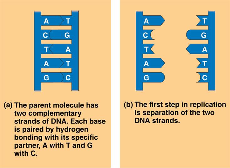 DNA