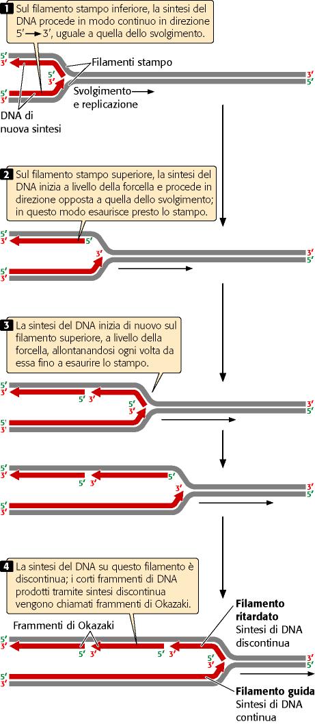 La sintesi del DNA è