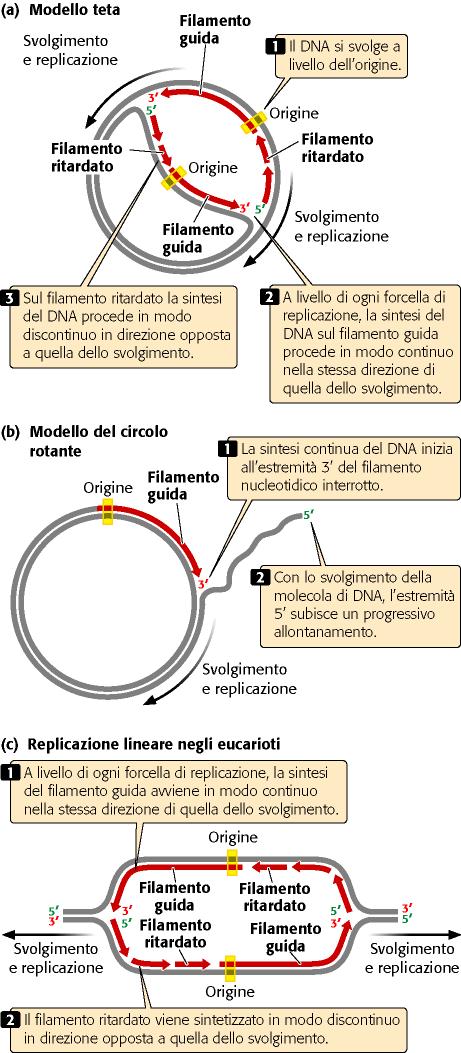 Modello teta Modello circolo