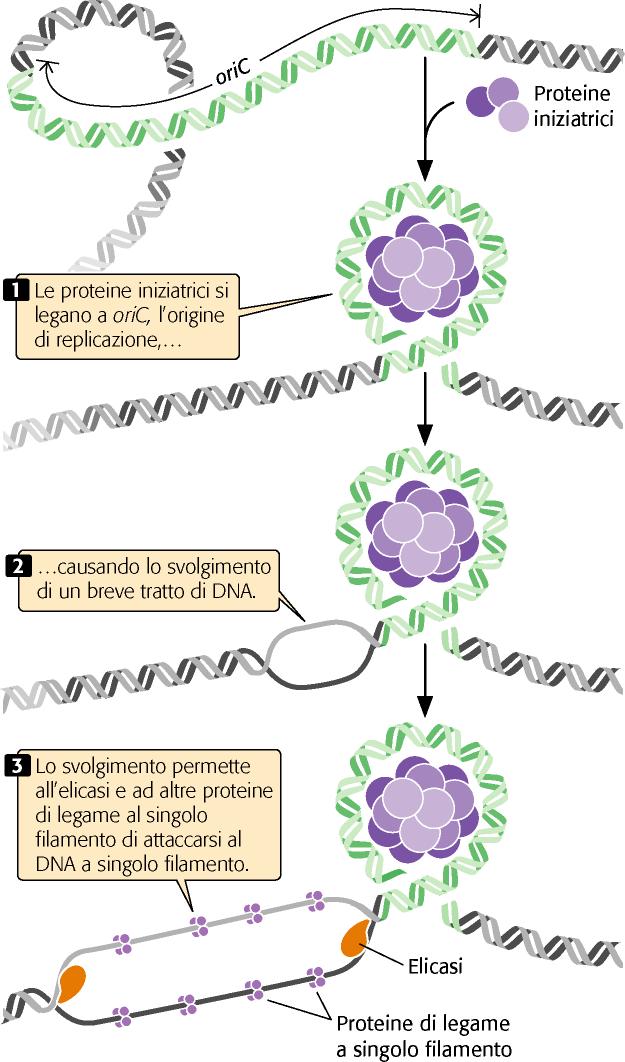 La replicazione del DNA batterico