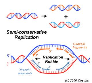 DEFINIZIONI e TERMINOLOGIA: Replicone= unità di replicazione con propria origine di replicazione.