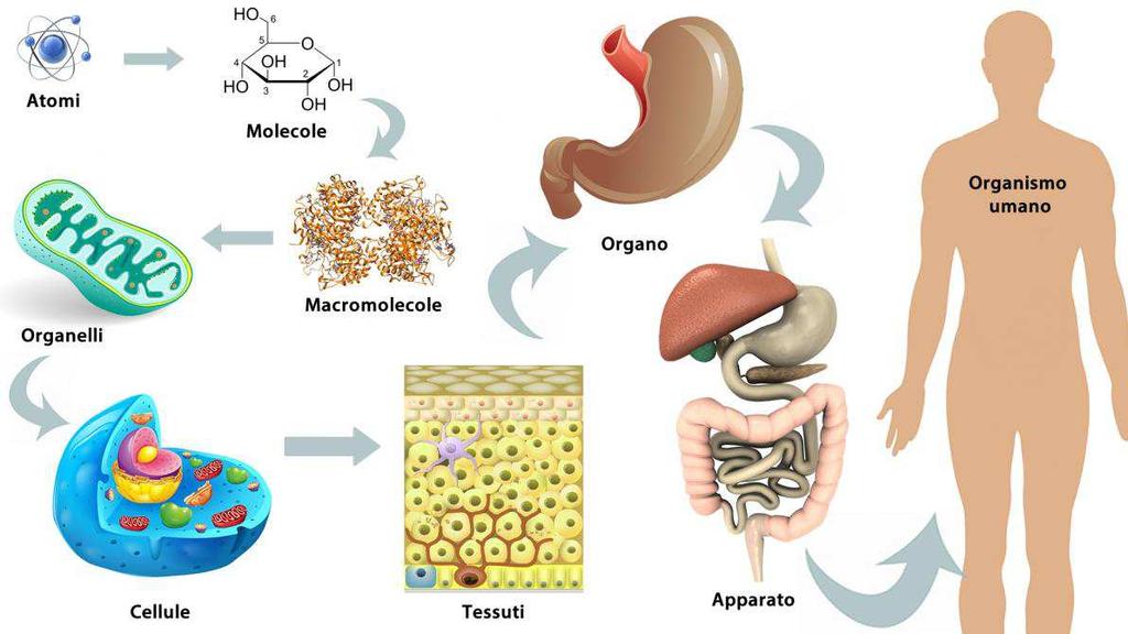 Pensiamo al nostro cervello, ad un muscolo, alla pelle, a un nostro osso le cellule che costituiscono queste strutture che caratteristiche hanno?