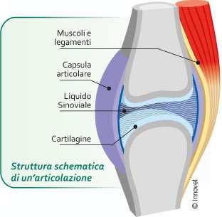 spinali; siamo in presenza di un ernia al disco che causa dolori di diversa intensità. Le articolazioni mobili, come quelle del ginocchio e del gomito, permettono ampi movimenti.