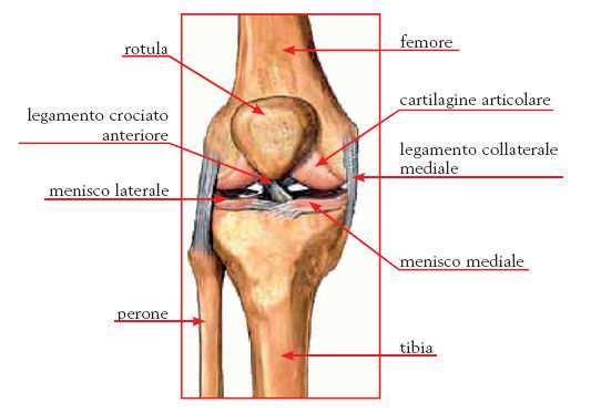 Le deformazioni della colonna vertebrale La postura è la posizione che una persona assume quando cammina,