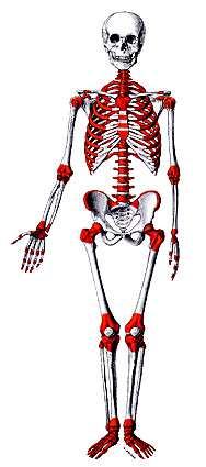 Il sostegno del corpo umano è determinato da uno scheletro interno che ha la funzione di sostenere e proteggere gli organi interni (quali?) e di permettere l attacco ai muscoli per il movimento.