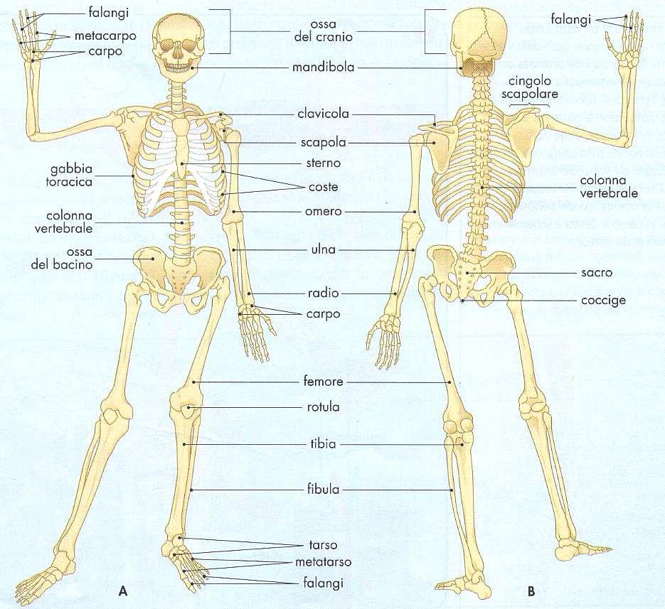 IL SISTEMA SCHELETRICO Il cranio, è un complesso osseo presente