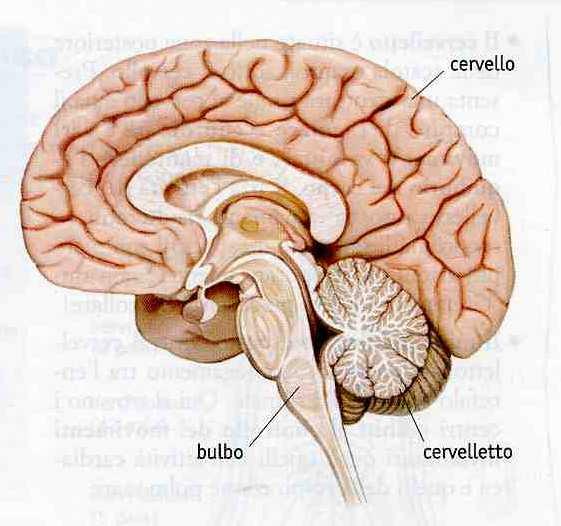proteggere l encefalo (costituito da cervello, cervelletto e