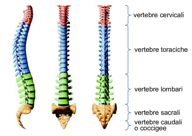 La colonna vertebrale è formata da una trentina di vertebre,