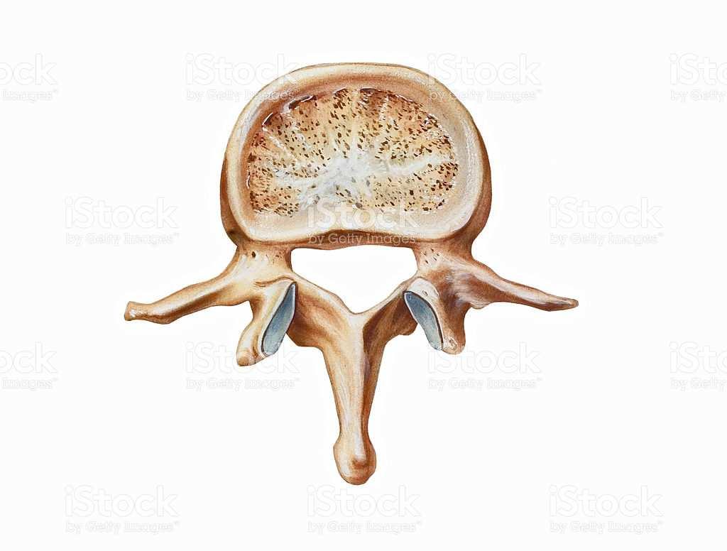 Ogni vertebra presenta un foro vertebrale; sovrapponendosi uno sull altro, i fori vertebrali formano un