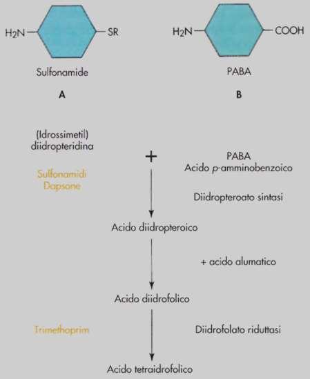 Batteriostatici. Competono con l acido p- amminobenzoico impedendo la sintesi di acido folico (antagonismo competitivo).
