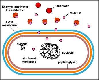 4. Distruzione o inattivazione del farmaco Produzione intra ed extra cellulare di enzimi inattivanti Meccanismo di resistenza contro: Beta lattamici (beta lattamasi) Amminoglicosidi (fosforilazione,