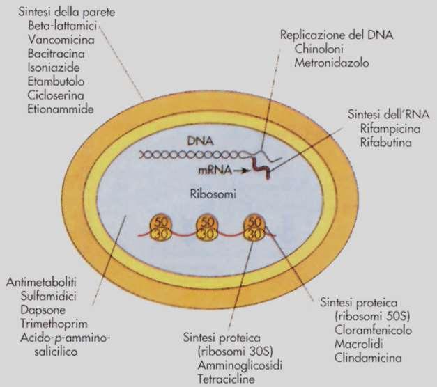 I farmaci vengono suddivisi in gruppi con meccanismi d azione e caratteristiche biochimiche comuni: parete 5