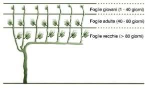 SFOGLIATURA Figure da: Fregoni, Viticoltura di qualità, Phytoline, Affi (VR), 2005