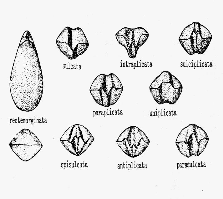 I Brachiopodi Inarticolati come Lingula vivono in profonde tane da cui sporgono per filtrare le particelle di cibo dall