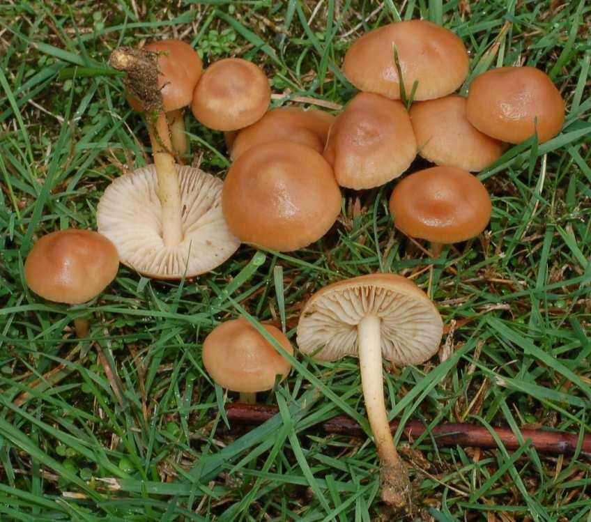 4 Commercializzazione delle specie di funghi (Art 16, legge 23