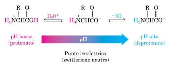 Il punto isoelettrico è rappresentato dal valore di ph al quale la molecola di aminoacido è presente come zwitterione.