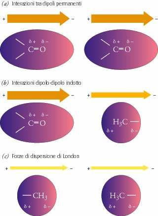 Interazioni di Van der Waals Le interazioni non covalenti sono deboli, ma il loro numero è