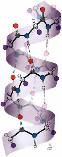 la struttura ELICOIDALE è la struttura + semplice N Solo un tipo di elica può assumere una conformazione compatibile È un α-elica destrorsa. L α-elica ha 3,6 residui di a.a. per giro e un passo di