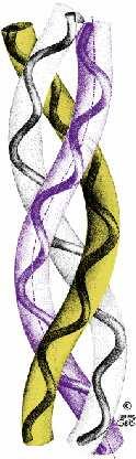 Il collageno è la proteina + abbondante nei vertebrati componente dei tessuti connettivi È una tripla elica Fibre resistenti agli stress meccanici e insolubili La resistenza alla tensione è dovuta