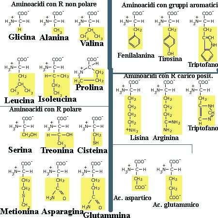 + + Istidina R