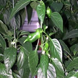 frutto di peperone coltivato in NFT in inverno; il disordine era la conseguenza di un paio di settimane di basse temperature