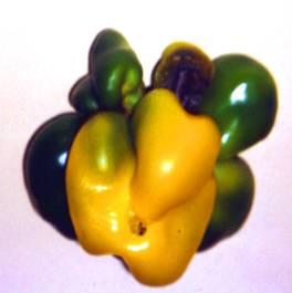 peperone, provocato da uno sviluppo partenocarpico a sua volta conseguenza di condizioni d elevata temperatura dell aria