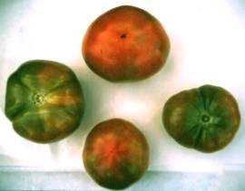 Spaccatura di bacche di pomodoro cherry: un eccessiva umidità del substrato è un fattore che aumenta la sensibilità del pomodoro a questo tipo di disordine. Fig. 9.11.