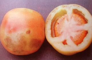 4 I difetti di maturazione del pomodoro Esistono vari difetti della maturazione del pomodoro, spesso poco distinguibili o presenti contemporaneamente 1.