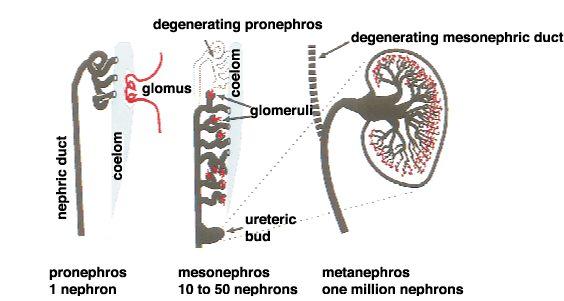 Il mesoderma