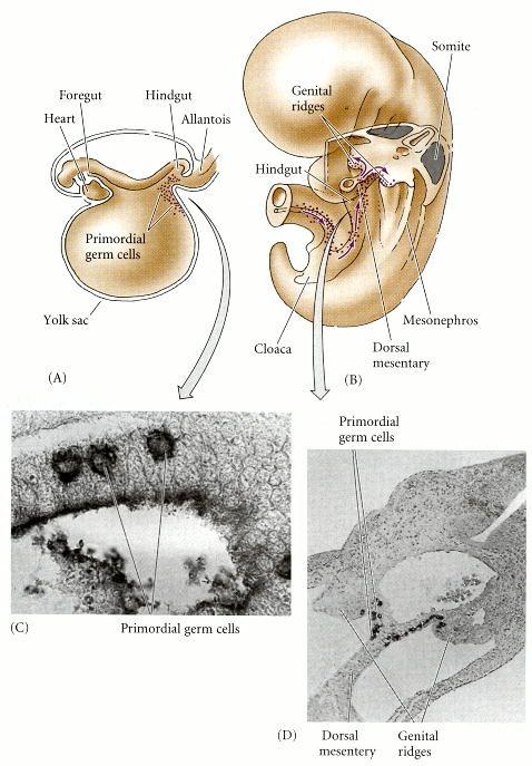 Migrazione delle cellule