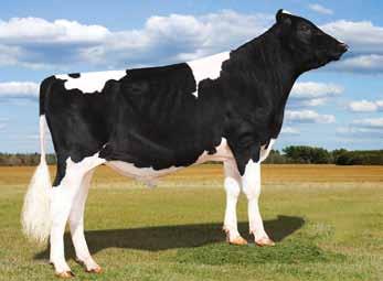 AltaHOTSHOT DE-SU JEROD 1223 (OBSERVER) GLEN-D-HAVEN IOTA BAMBI REGANCREST ALTAIOTA GLEN-D-HAVEN GW BRIT BRAEDALE GOLDWYN TRANQUILLITY AC PRIDE (ROBUST) BRYHILL CAMERON HOT GOSSIP SHEMA JEEVES